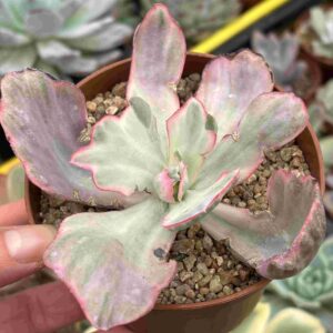 Echeveria Flying Cloud Variegada