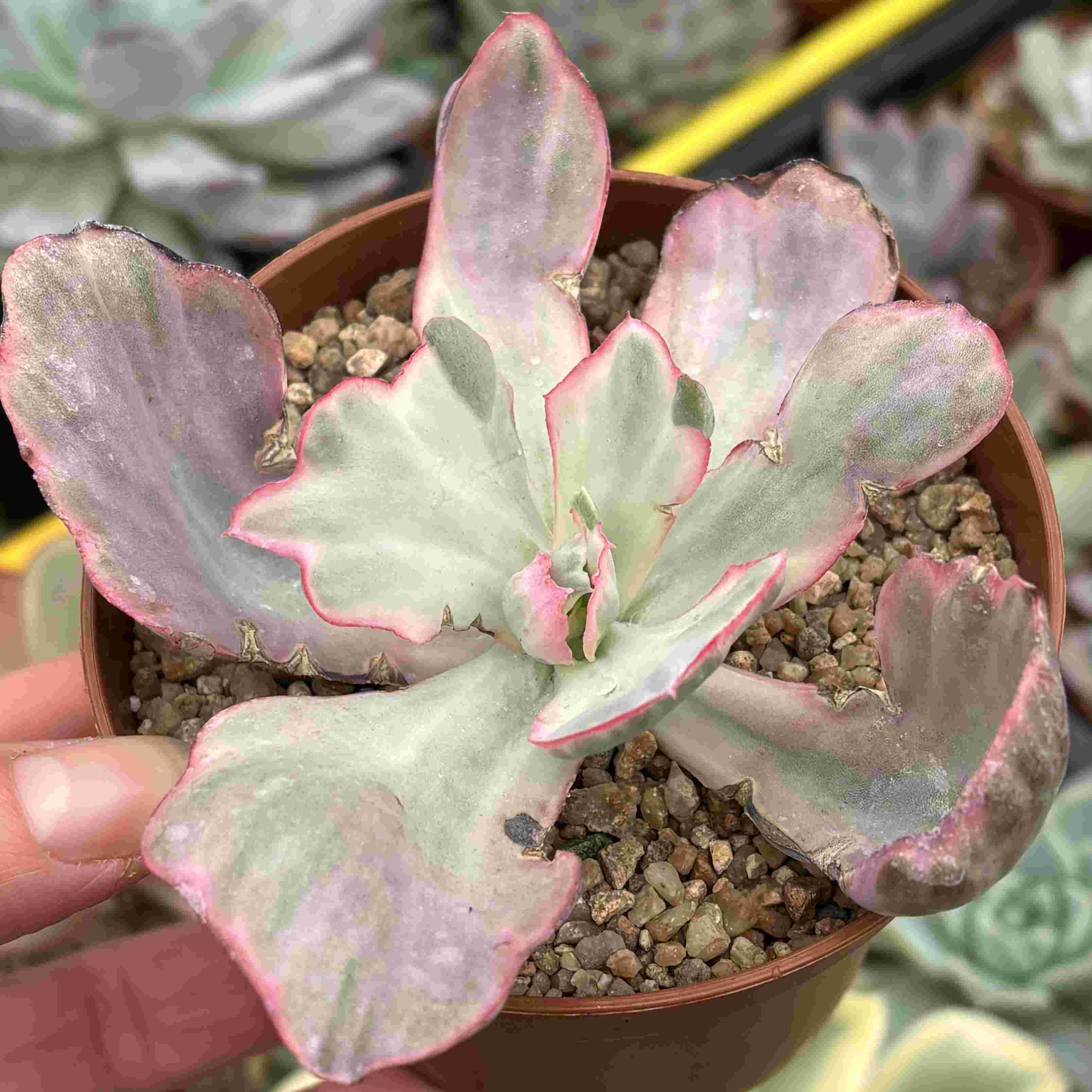 Echeveria Flying Cloud Variegada