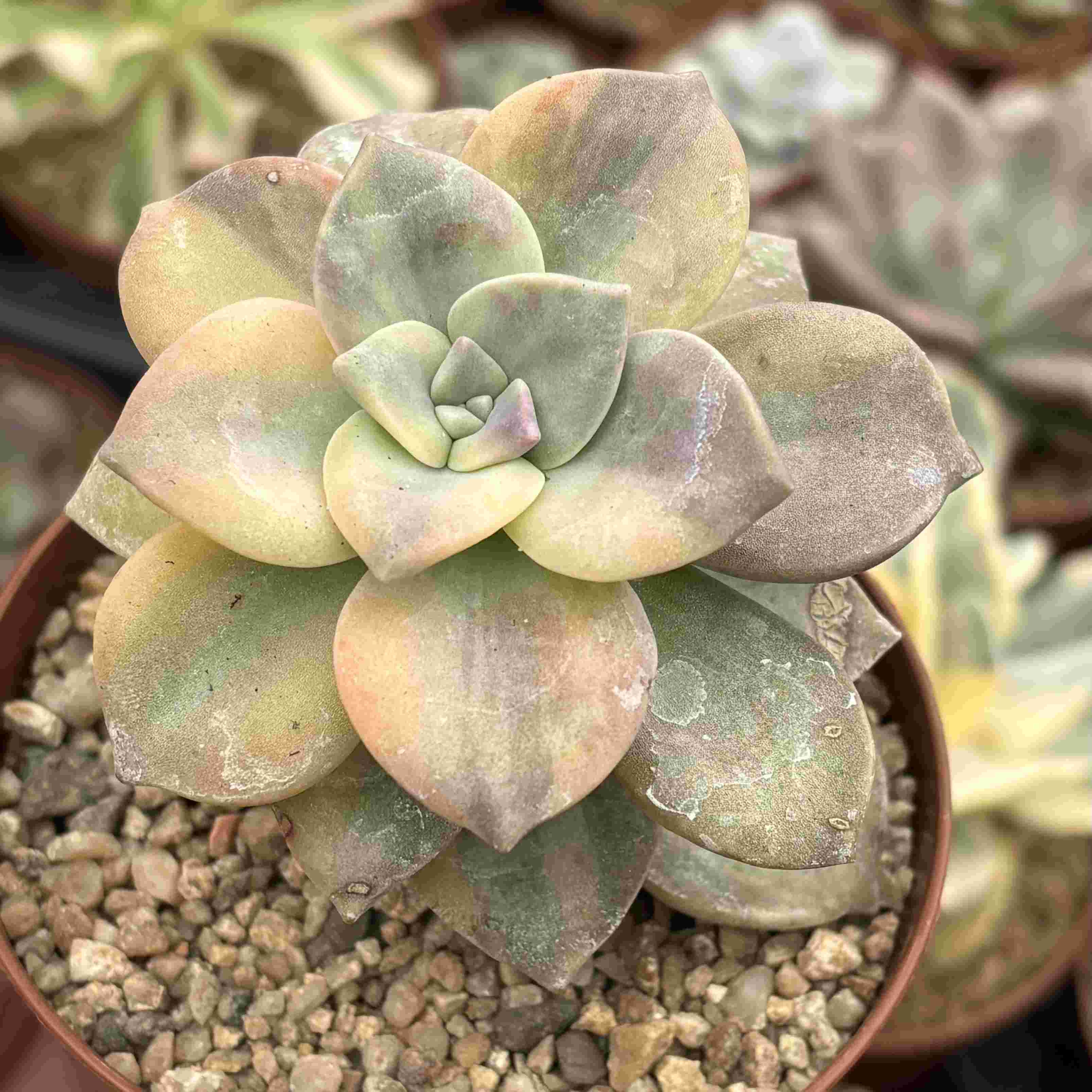 Graptopetalum ‘Purple Delight’ Variegada
