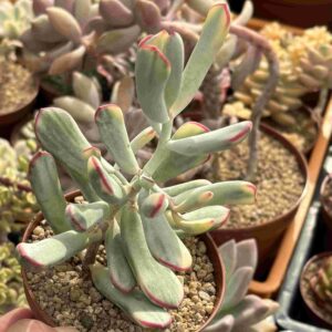 Cotyledon Flanaganii Variegado