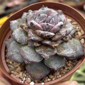 Echeveria Ocean Star (koreana)