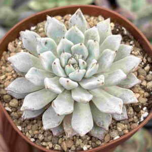 Echeveria Cuspidata Gemula