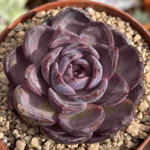 Echeveria Night Queen (koreana)