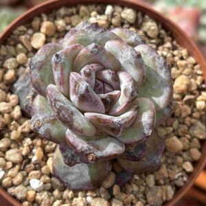 Echeveria Ocean Star (Coreana)