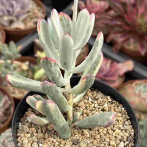Cotyledon Flanaganii Variegado