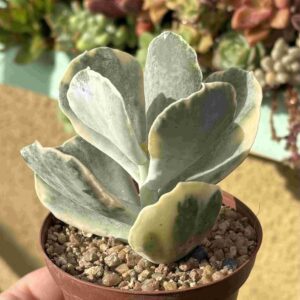 Cotyledon Undulata Variegado