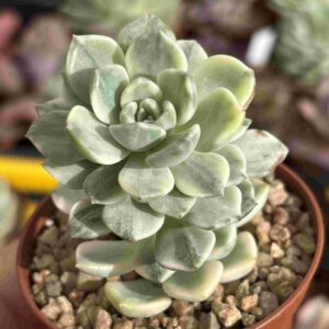 Echeveria Tinkerbell Variegada