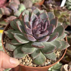 Echeveria Blue Enchantress