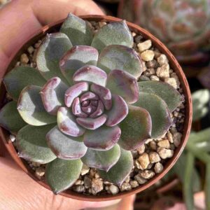 Echeveria Blue Enchantress
