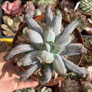 Echevera Culibra (carunculada)