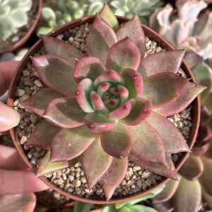 Echeveria Agavoides Scarlet