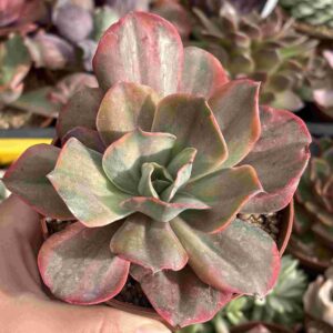 Echeveria Minigosaong Variegada