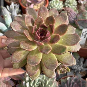 Echeveria Pushke (con hijito, XL)