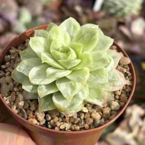 Echeveria Elegans Raspberry Ice Variegada