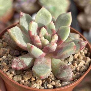 Echeveria Bloody Yan