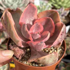Echeveria Golden State Variegada