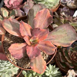 Echeveria Suyon Frills Variegada