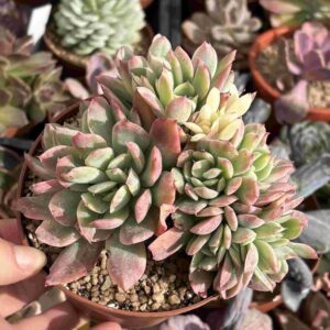Colonia Echeveria Luella Variegada (crestada)