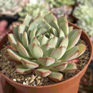 Echeveria Fox Star