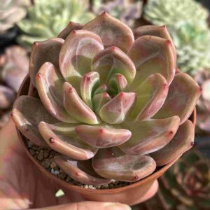 Echeveria Purple Champagne (koreana)