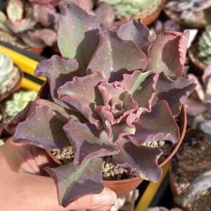 Echeveria Fury Variegada (talla L)