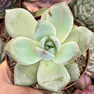 Echeveria Colorata Mexican Giant Verde