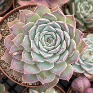 Echeveria Hyalina