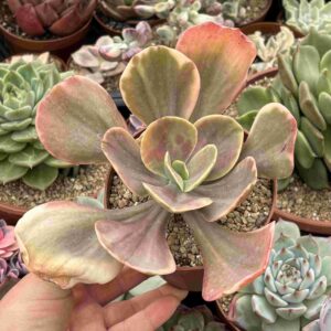 Echeveria Montreal Variegada
