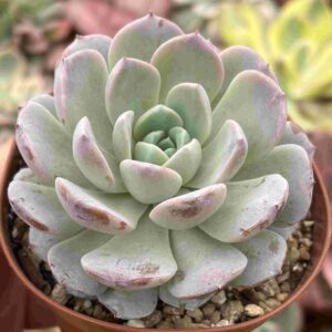 Echeveria Amazing Grace