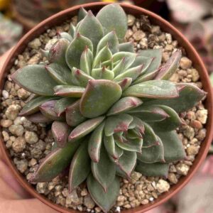 Echeveria Rudolph