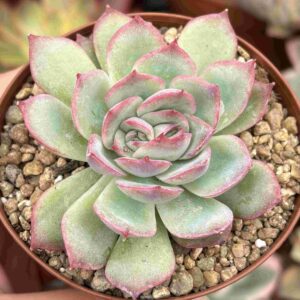 Echeveria Cristal Rose