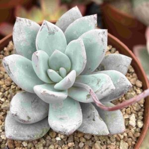 Echeveria Crystal