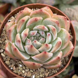 Echeveria Blue Bird (koreana)