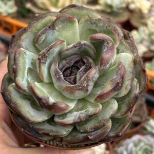Echeveria Black Orange (pequeñas raices, koreana)