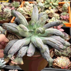 Echeveria Culibra (carunculada)