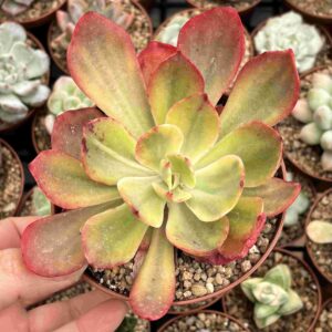 Echeveria Figaro Variegada