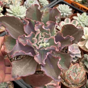 Echeveria Fury Variegada (talla XL)