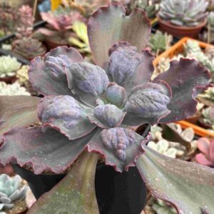 Echeveria Boton (carunculada)