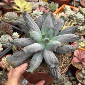 Echevera Culibra (carunculada)
