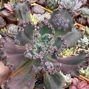 Echeveria Sea Dragon (caranculada)