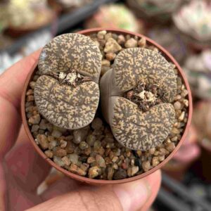 Lithops 4