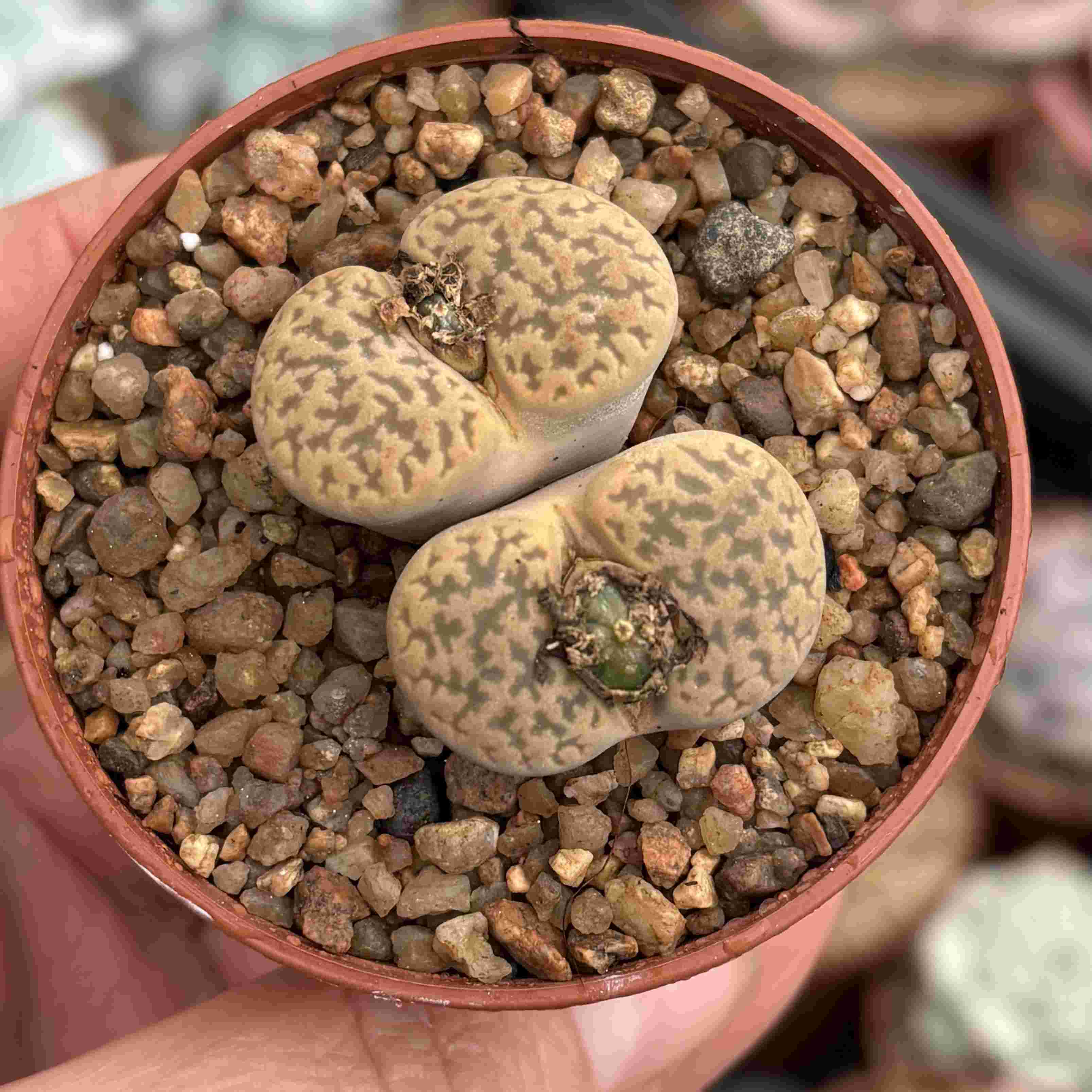 Lithops 6