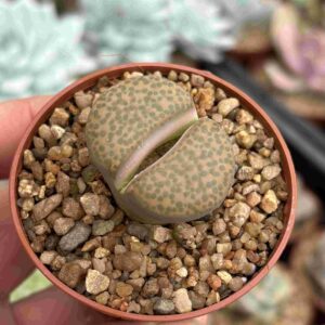 Lithops 6