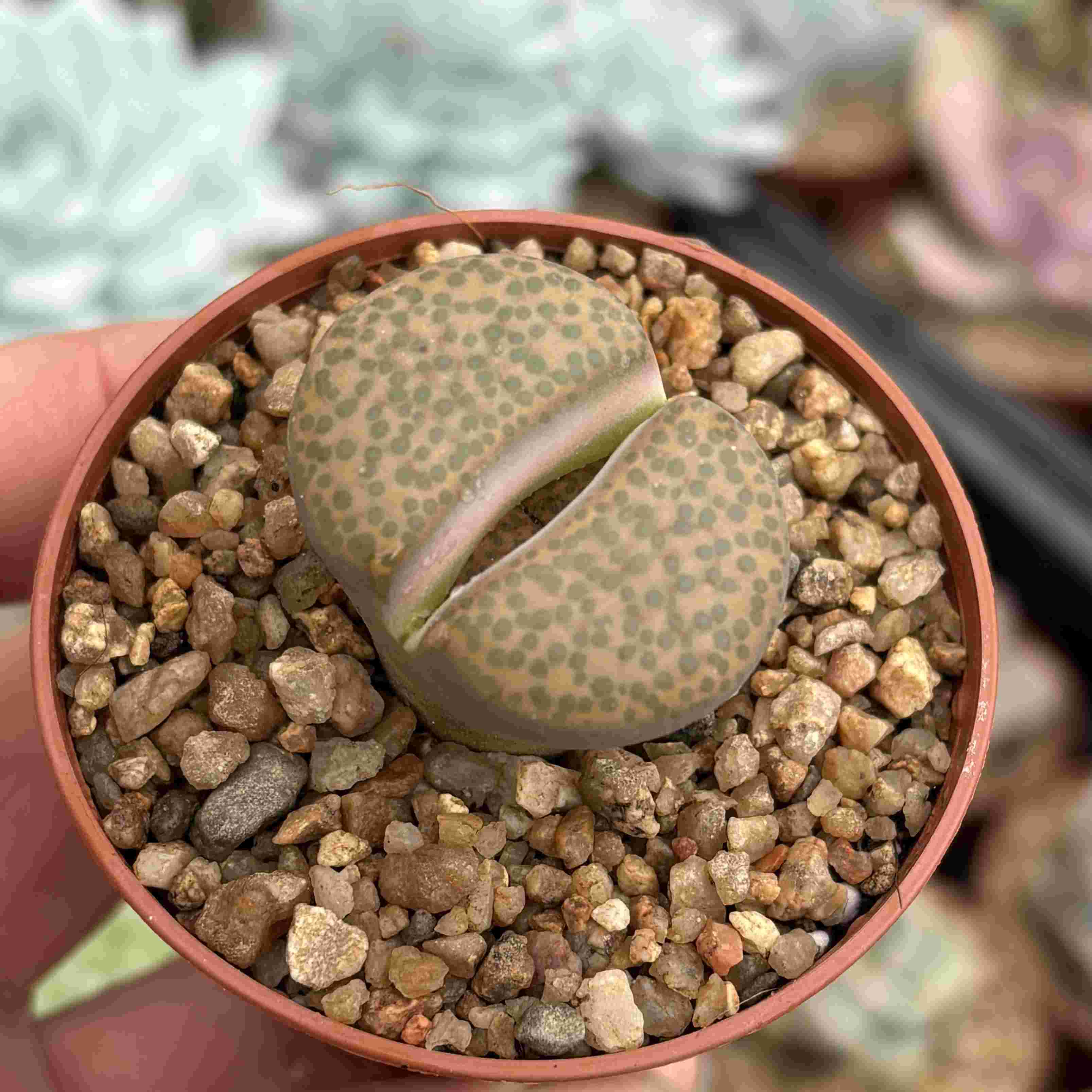 Lithops 6