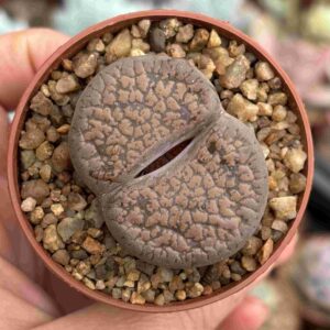 Lithops 7