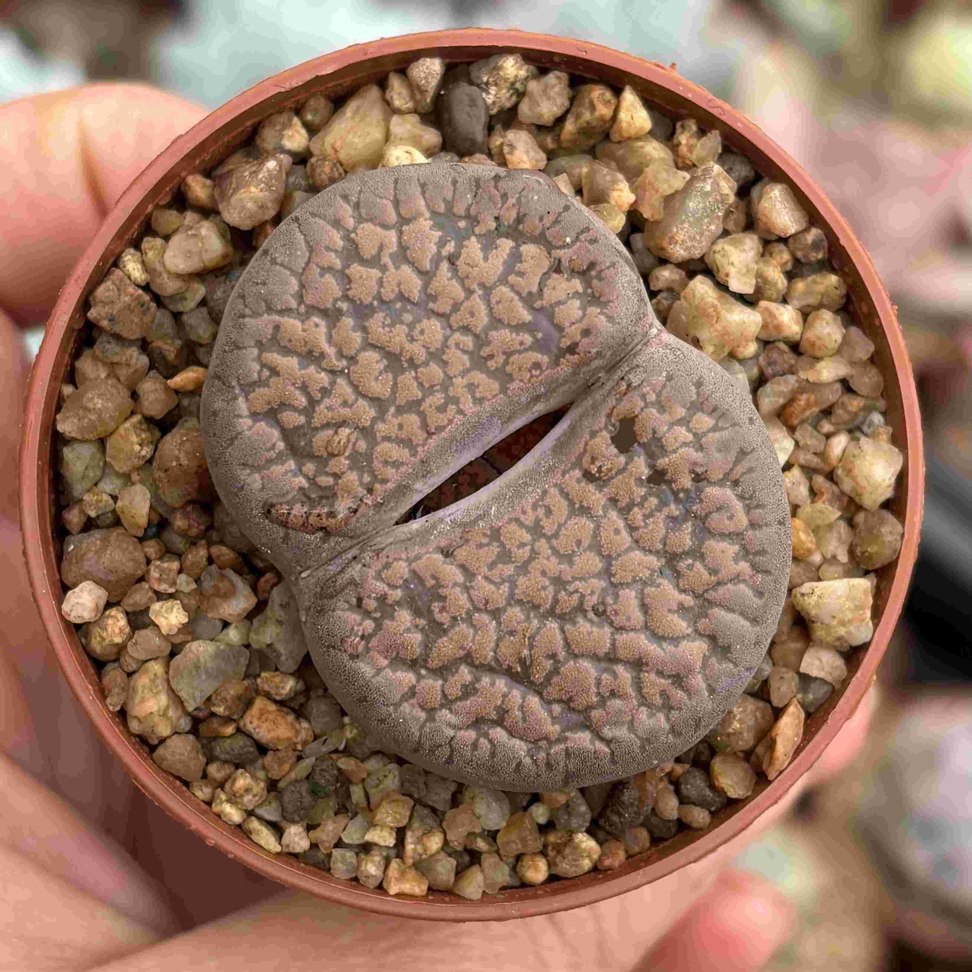 Lithops 7