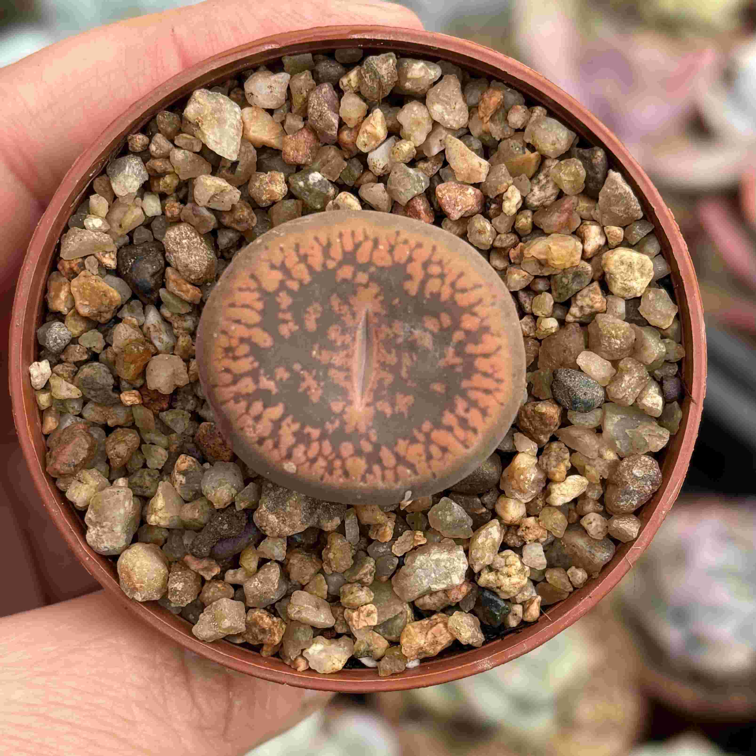 Lithops 8