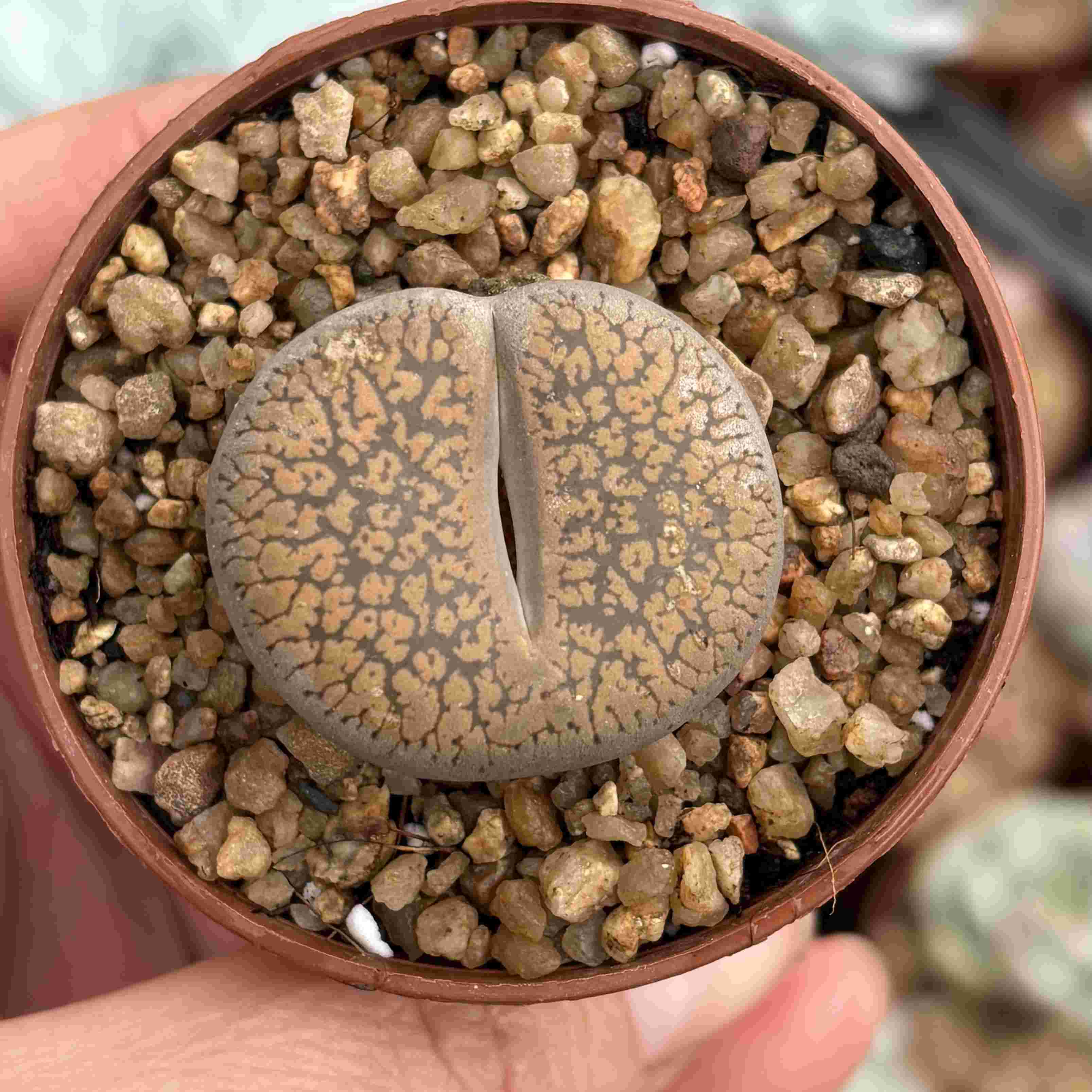 Lithops 9