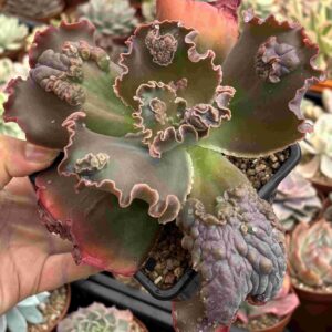 Echeveria Nikita (carunculada)