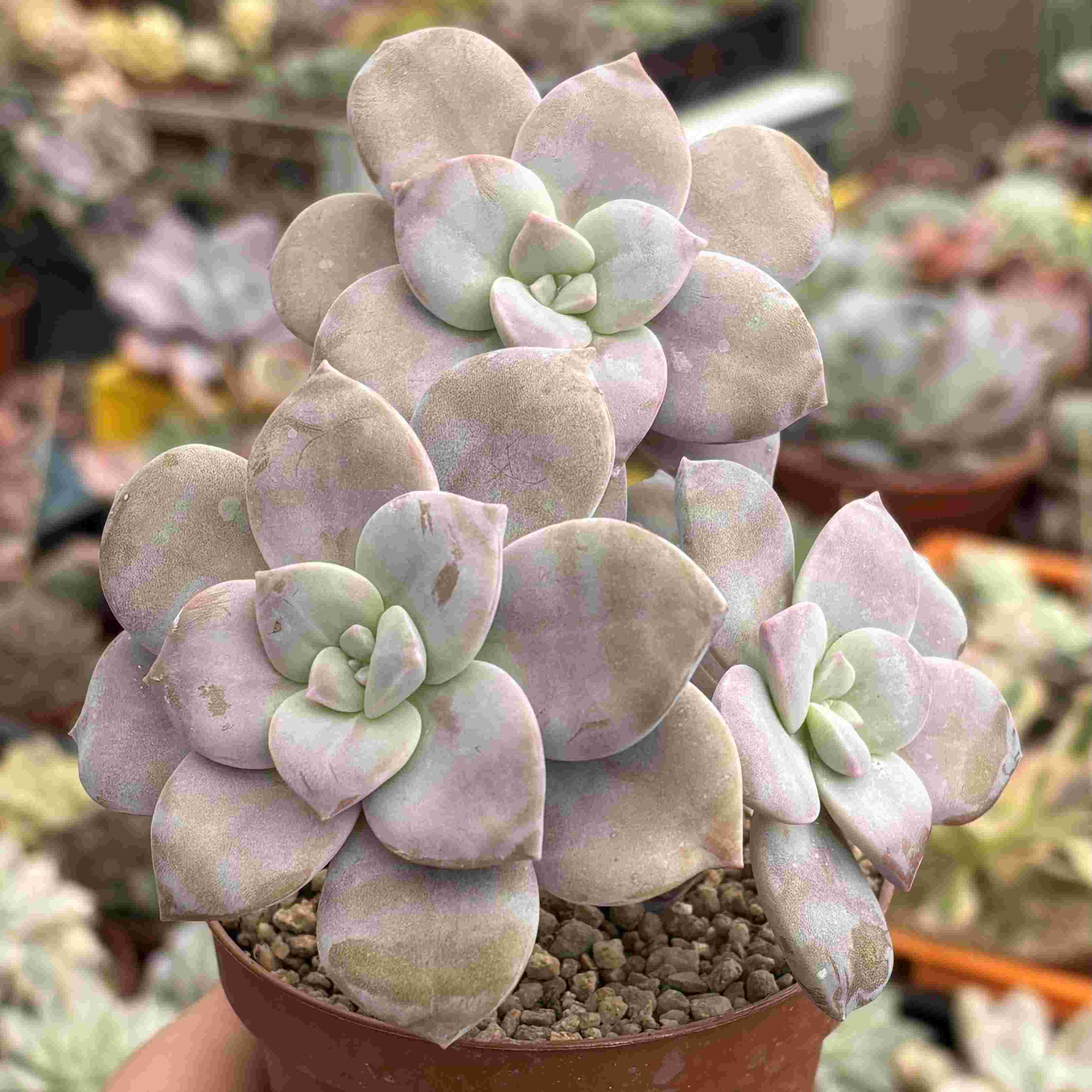 Colonia Graptoetalum Superbum